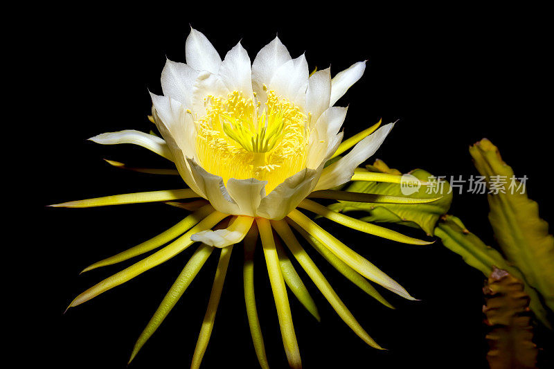 在西班牙马略卡岛，龙果仙人掌(Selenicereus undatus)在晚上开花